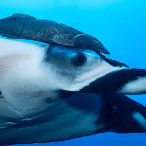 Close-up of a remora riding on the head of a giant oceanic manta ray, Lava Flow (San Benedicto), Revillagigedo, Mexico