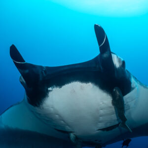 Close-up of manta ray mouth and cephalic fins with remora below, El Cañón (San Benedicto), Revillagigedo, Mexico
