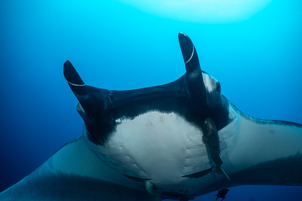 Close-up of manta ray mouth and cephalic fins with remora below, El Cañón (San Benedicto), Revillagigedo, Mexico