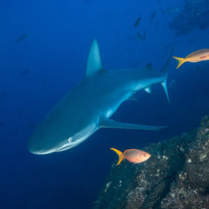 Shark swimming past a rocky outcrop with orange fish in the foreground, El Cañón (San Benedicto), Revillagigedo, Mexico