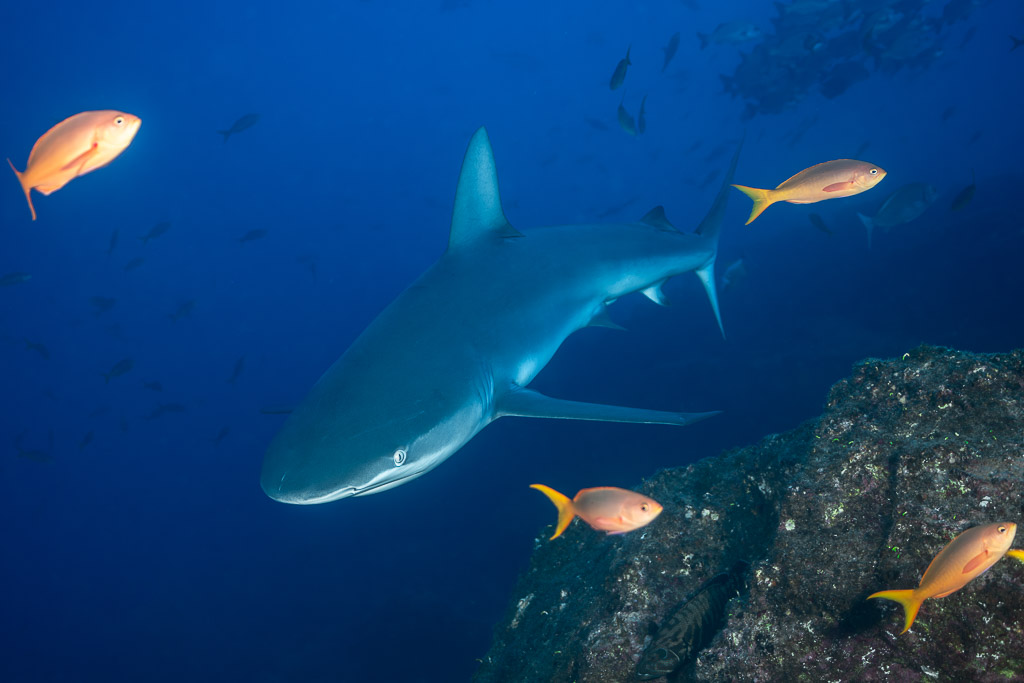 Shark swimming past a rocky outcrop with orange fish in the foreground, El Cañón (San Benedicto), Revillagigedo, Mexico