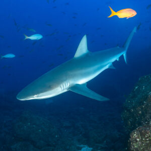 Shark gliding over the reef with orange fish and blue water, El Cañón (San Benedicto), Revillagigedo, Mexico