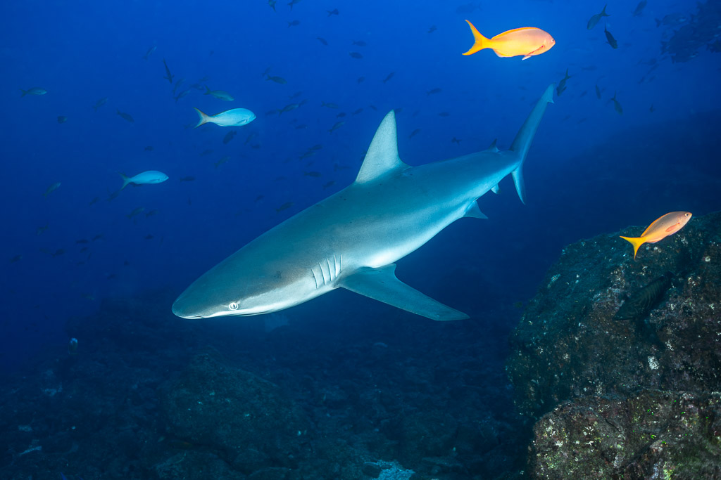 Shark gliding over the reef with orange fish and blue water, El Cañón (San Benedicto), Revillagigedo, Mexico