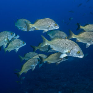 Compact group of golden-eye grunts swimming above the reef, El Cañón (San Benedicto), Revillagigedo, Mexico