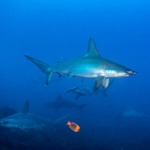Scalloped hammerhead shark above two others over the reef, El Cañón (San Benedicto), Revillagigedo, Mexico