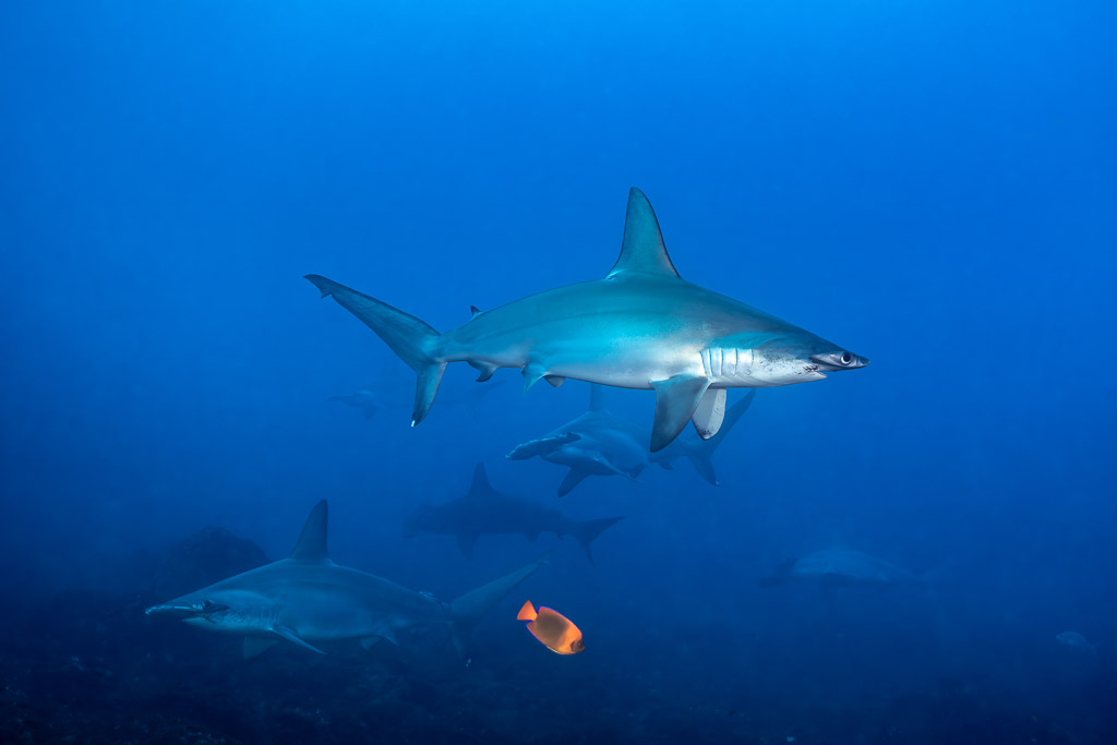 Scalloped hammerhead shark above two others over the reef, El Cañón (San Benedicto), Revillagigedo, Mexico