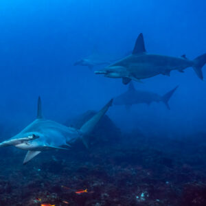 Trois requins-marteaux halicornes se croisant au-dessus d’un récif rocheux, El Cañón (San Benedicto), Revillagigedo, Mexique