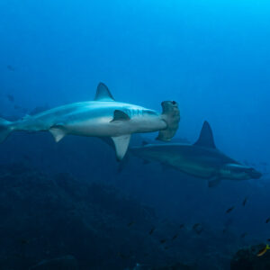 Two scalloped hammerheads swimming in opposite directions over the reef, El Cañón (San Benedicto), Revillagigedo, Mexico