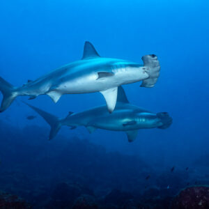Pair of scalloped hammerheads swimming one above the other toward the camera, El Cañón (San Benedicto), Revillagigedo, Mexico