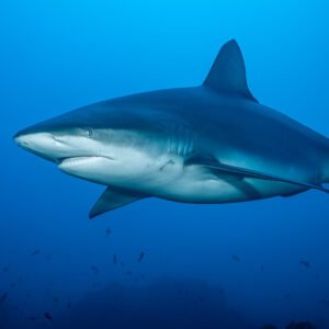 Large shark in side view in deep blue water above the reef, El Cañón (San Benedicto), Revillagigedo, Mexico