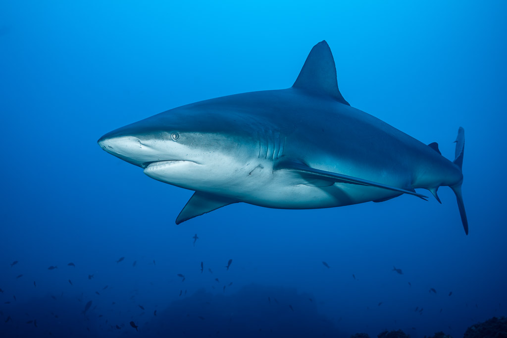 Large shark in side view in deep blue water above the reef, El Cañón (San Benedicto), Revillagigedo, Mexico