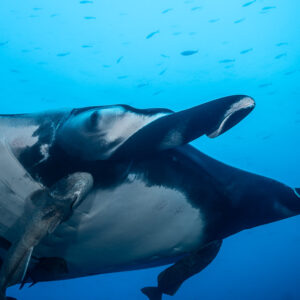 Close-up of a giant oceanic manta ray head with remora under a fish school, El Cañón (San Benedicto), Revillagigedo, Mexico