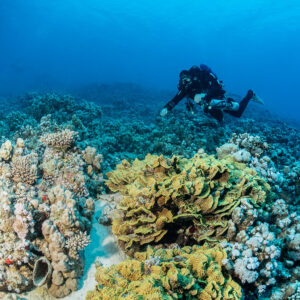 Diver above yellow scroll coral and pale coral heads, vertical view, Safaga, Red Sea, Egypt