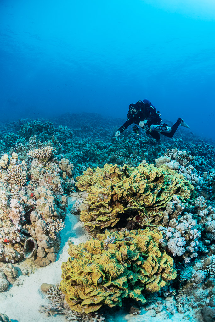 Diver above yellow scroll coral and pale coral heads, vertical view, Safaga, Red Sea, Egypt