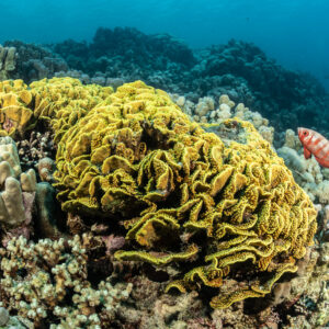 Yellow scroll coral colony with a red bigeye on the reef, Safaga, Red Sea, Egypt