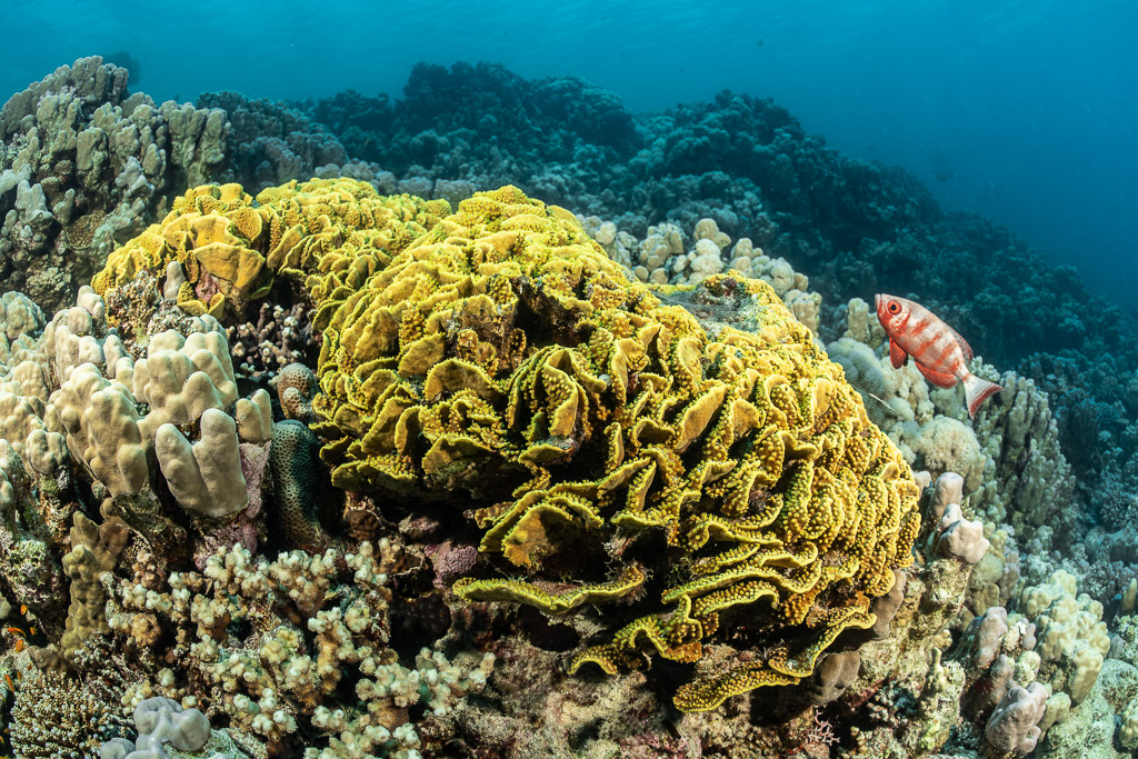 Yellow scroll coral colony with a red bigeye on the reef, Safaga, Red Sea, Egypt