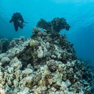 Diver beyond a coral pinnacle under sunlit water, vertical view, Safaga, Red Sea, Egypt