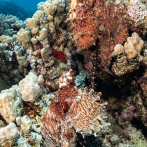 Two day octopuses on coral heads, possibly mating, Safaga, Red Sea, Egypt