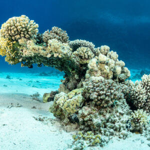 Arche de corail sur sable blanc s’élevant du fond, Safaga, mer Rouge, Égypte