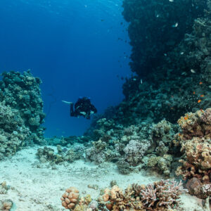 Diver between coral pinnacles above a sandy floor, Safaga, Red Sea, Egypt
