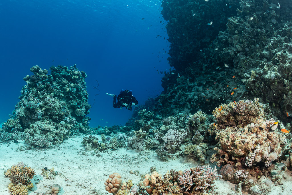 Diver between coral pinnacles above a sandy floor, Safaga, Red Sea, Egypt