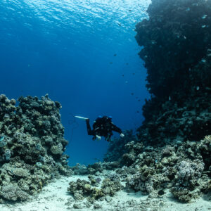 Diver swimming through a passage between coral towers, Safaga, Red Sea, Egypt