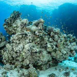 Coral outcrop on sand with clouds of anthias and reef fish, Safaga, Red Sea, Egypt