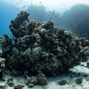 Bloc corallien sombre sur sable avec anthias sous une lumière tamisée, Safaga, mer Rouge, Égypte