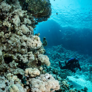 Diver behind a sunlit coral wall, vertical composition, Safaga, Red Sea, Egypt