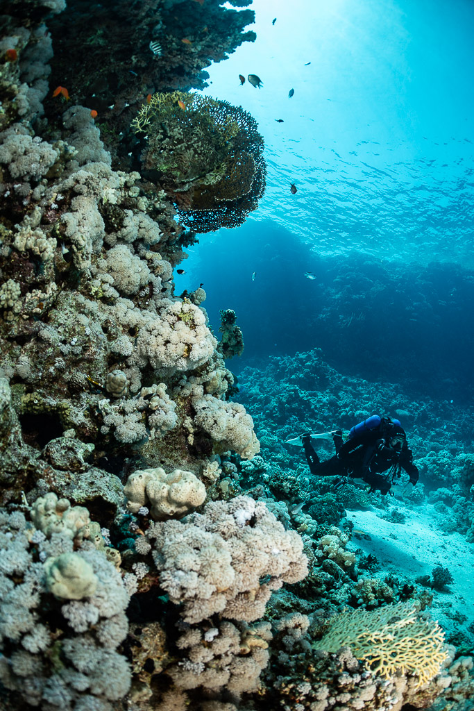 Diver behind a sunlit coral wall, vertical composition, Safaga, Red Sea, Egypt