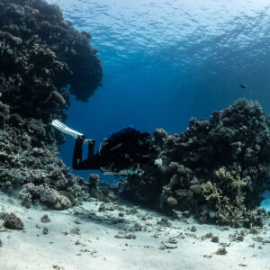 Rebreather diver swimming past a dark coral boulder near sand, Safaga, Red Sea, Egypt