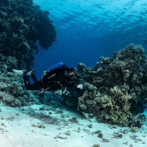 Rebreather diver finning along a coral pinnacle over white sand, Safaga, Red Sea, Egypt