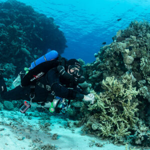 Rebreather diver examining branching coral at a pinnacle base, Safaga, Red Sea, Egypt