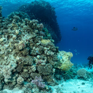 Diver beside a coral wall with lettuce coral and anthias, Safaga, Red Sea, Egypt