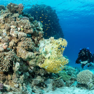 Diver passing yellow scroll coral on a colourful reef pinnacle, Safaga, Red Sea, Egypt