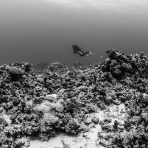 Black-and-white diver hovering above a rubble reef, Safaga, Red Sea, Egypt