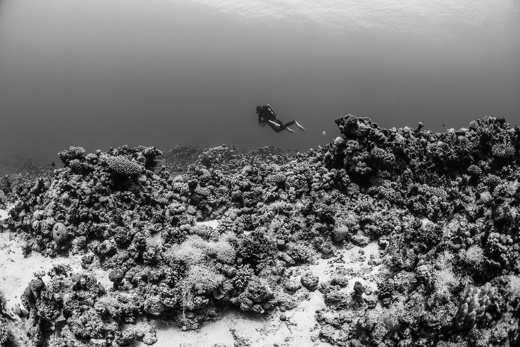 Black-and-white diver hovering above a rubble reef, Safaga, Red Sea, Egypt