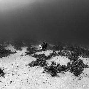 Black-and-white diver over a ring of coral patches on sand, Safaga, Red Sea, Egypt
