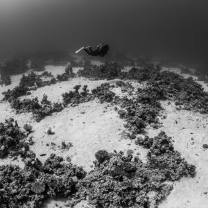 Vue large en noir et blanc de patates coralliennes sur sable et plongeur lointain, Safaga, mer Rouge, Égypte