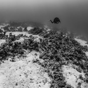 Black-and-white curving coral field with diver at the horizon, Safaga, Red Sea, Egypt
