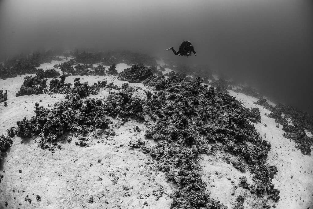 Champ corallien incurvé en noir et blanc avec plongeur à l’horizon, Safaga, mer Rouge, Égypte