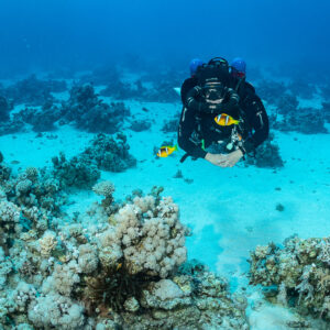 Rebreather diver meeting a Red Sea anemonefish over coral patches, Safaga, Red Sea, Egypt