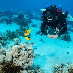 Rebreather diver with two Red Sea anemonefish in the foreground, Safaga, Red Sea, Egypt