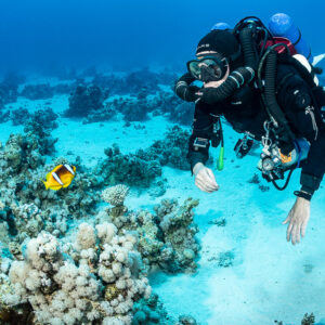 Rebreather diver hovering above coral with Red Sea anemonefish, Safaga, Red Sea, Egypt