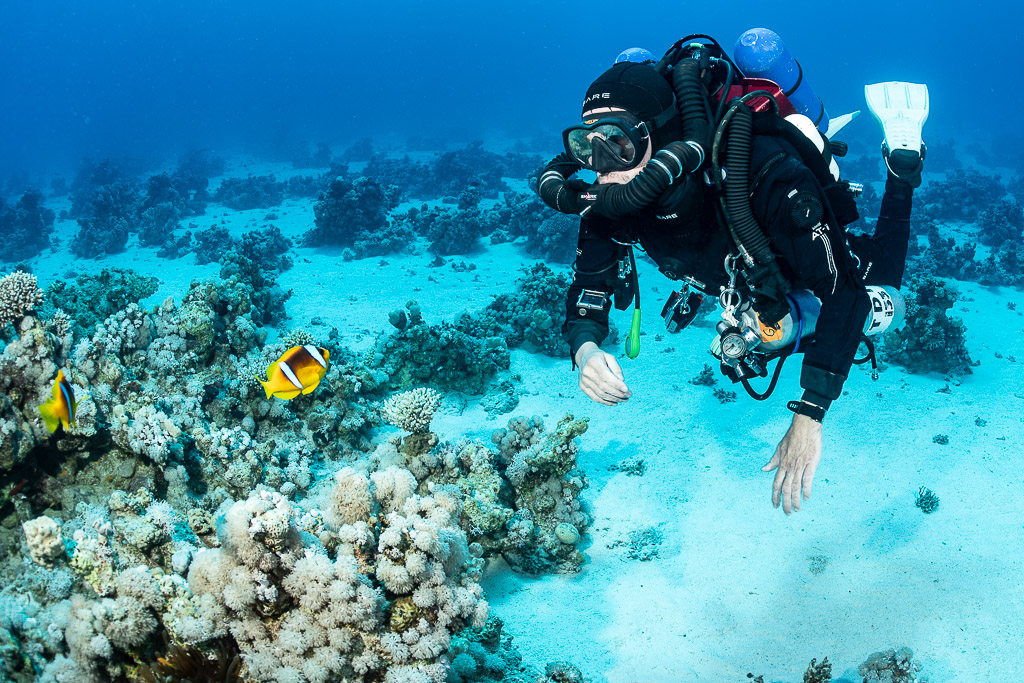 Rebreather diver hovering above coral with Red Sea anemonefish, Safaga, Red Sea, Egypt