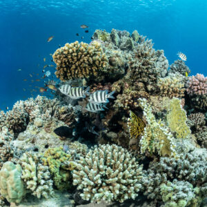 Coral bommie with scissortail sergeants and anthias, Safaga, Red Sea, Egypt