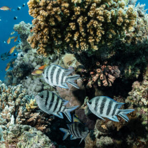 Sergents-majors à queue en ciseaux abrités sous un corail branchu, vue verticale, Safaga, mer Rouge, Égypte