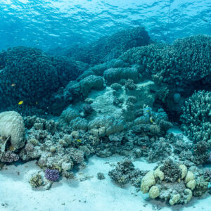 Large coral mounds on a sandy shallow floor, Safaga, Red Sea, Egypt