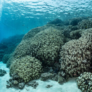 Diver near massive coral mounds in shallow sunlit water, Safaga, Red Sea, Egypt