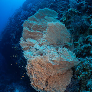 Large sea fan on a dark reef wall, vertical view, Safaga, Red Sea, Egypt